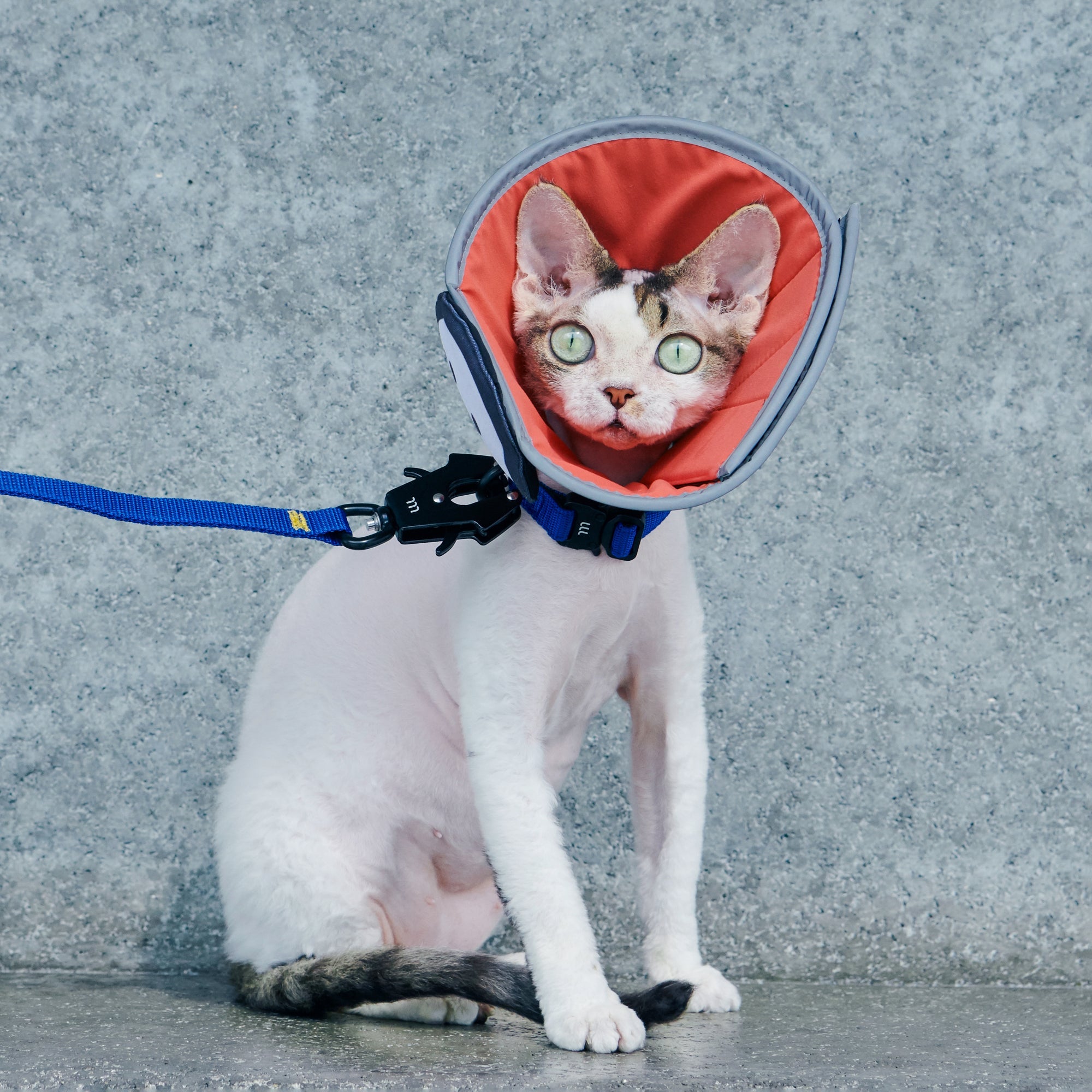 matsui x Momotone “Recovery in Progress” 伊麗莎白領 - 藍色