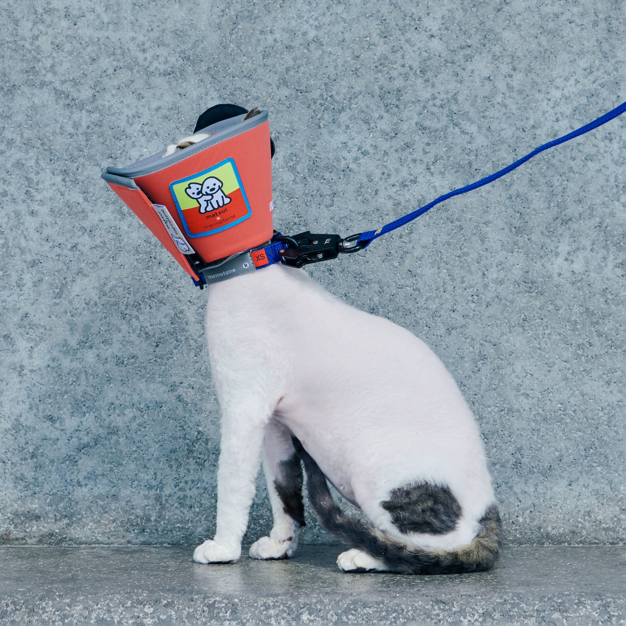 松井 x Momotone“Recovery in Progress”伊丽莎白领 - 蓝色