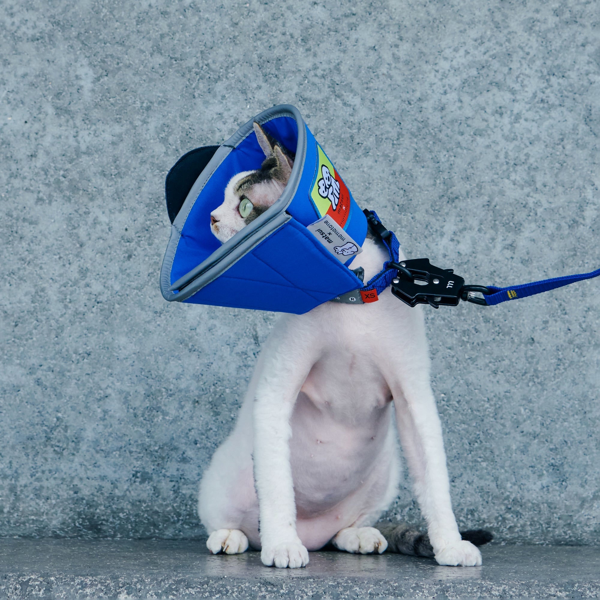 matsui x Momotone “Recovery in Progress” 伊麗莎白領 - 藍色