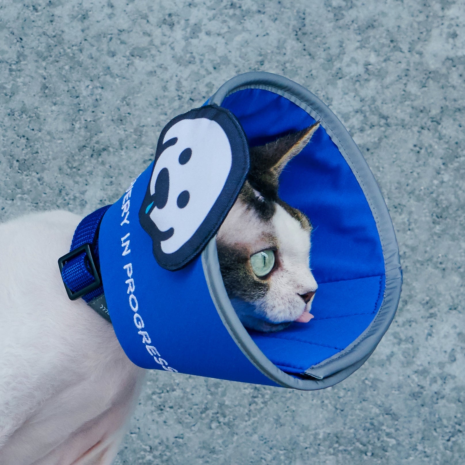 matsui x Momotone "Recovery in Progress" Elizabethan Collar - Blue
