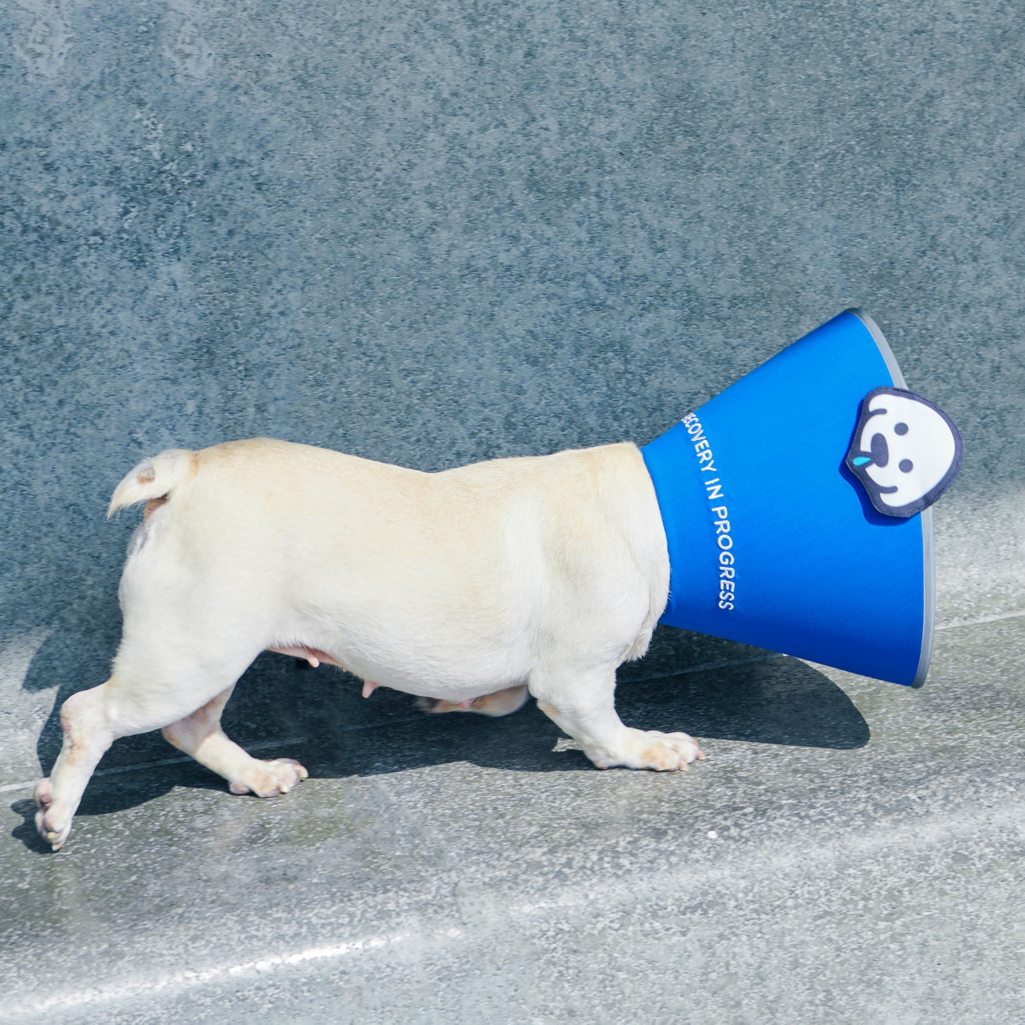 matsui x Momotone “Recovery in Progress” 伊麗莎白領 - 藍色